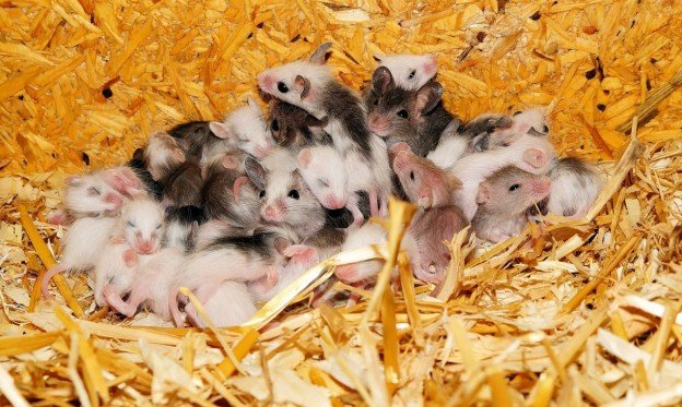 Geboorte muisjes