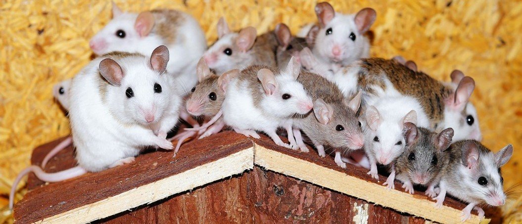 voldoende bloemblad dun Knaagdieren en hun leefwereld - Alles over knaagdieren zoals de hamster ,  chinchilla, cavia, konijnen, muizen en ratten