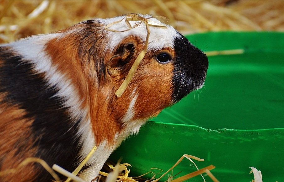 cavia