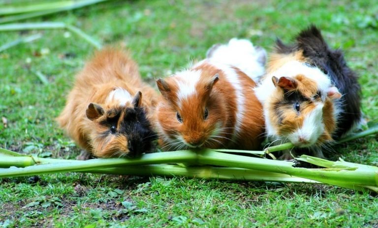 De Cavia in huis - Knaagdieren en hun leefwereld