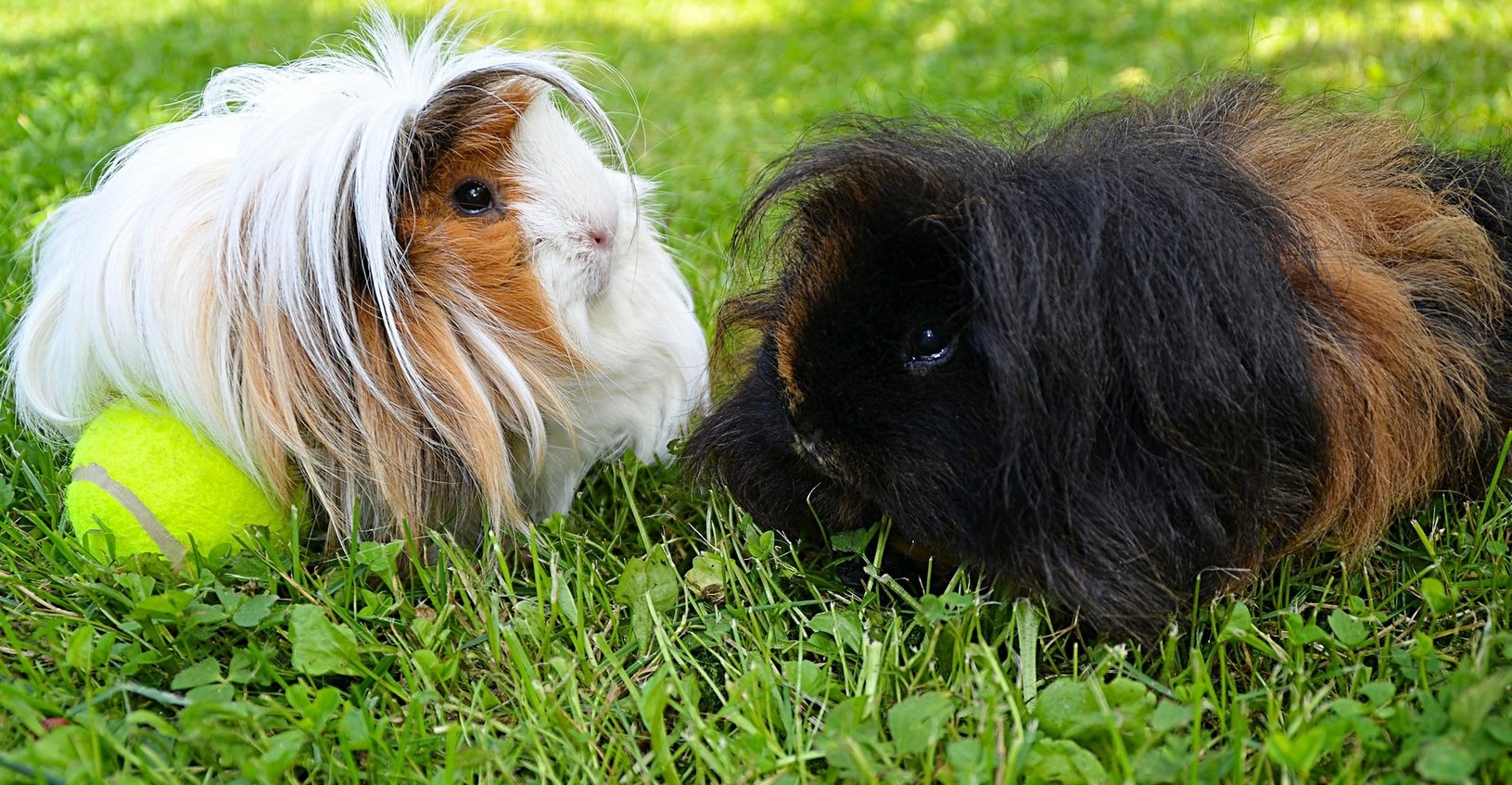 cavia