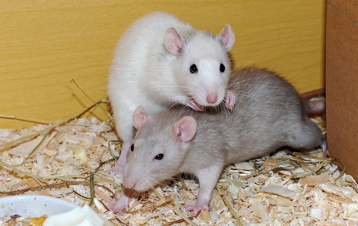 ratjes