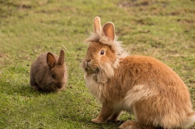 Knaagdieren en hun leefwereld - Alles over knaagdieren de hamster , cavia, konijnen, muizen ratten